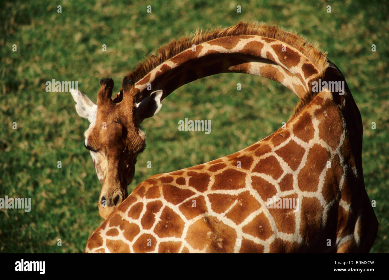 Giraffe (Giraffa Plancius) mit seinen Hals wandte sich seinem Hinterteil Stockfoto