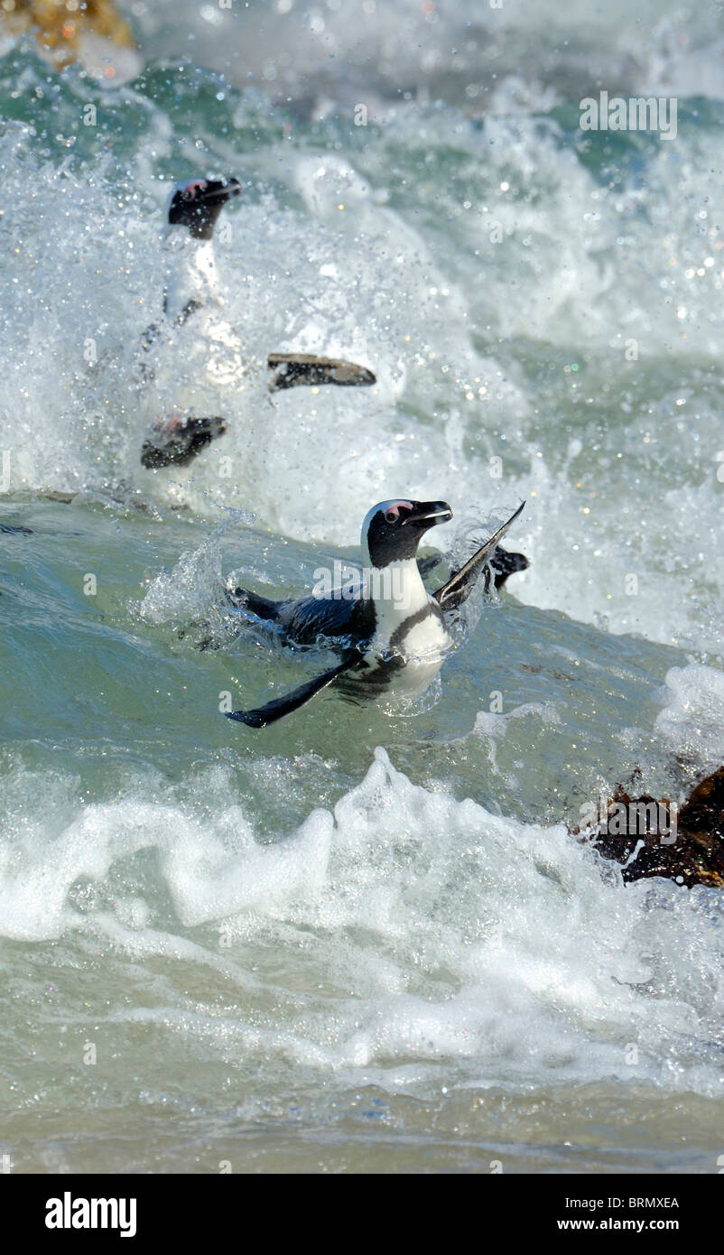 Afrikanische Pinguin schwimmen in den Wellen Stockfoto