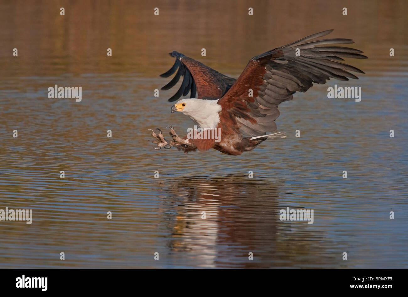 Afrikanische Fischadler Sturzflug mit seinen Krallen verlängert Stockfoto