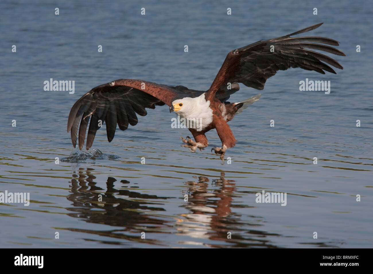 Afrikanische Fischadler Sturzflug mit seiner Flügelspitze berühren das Wasser Stockfoto