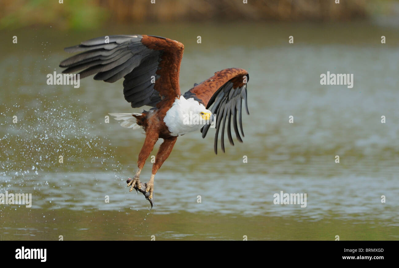 Afrikanische Fischadler reißt einen Fisch aus dem Wasser Stockfoto