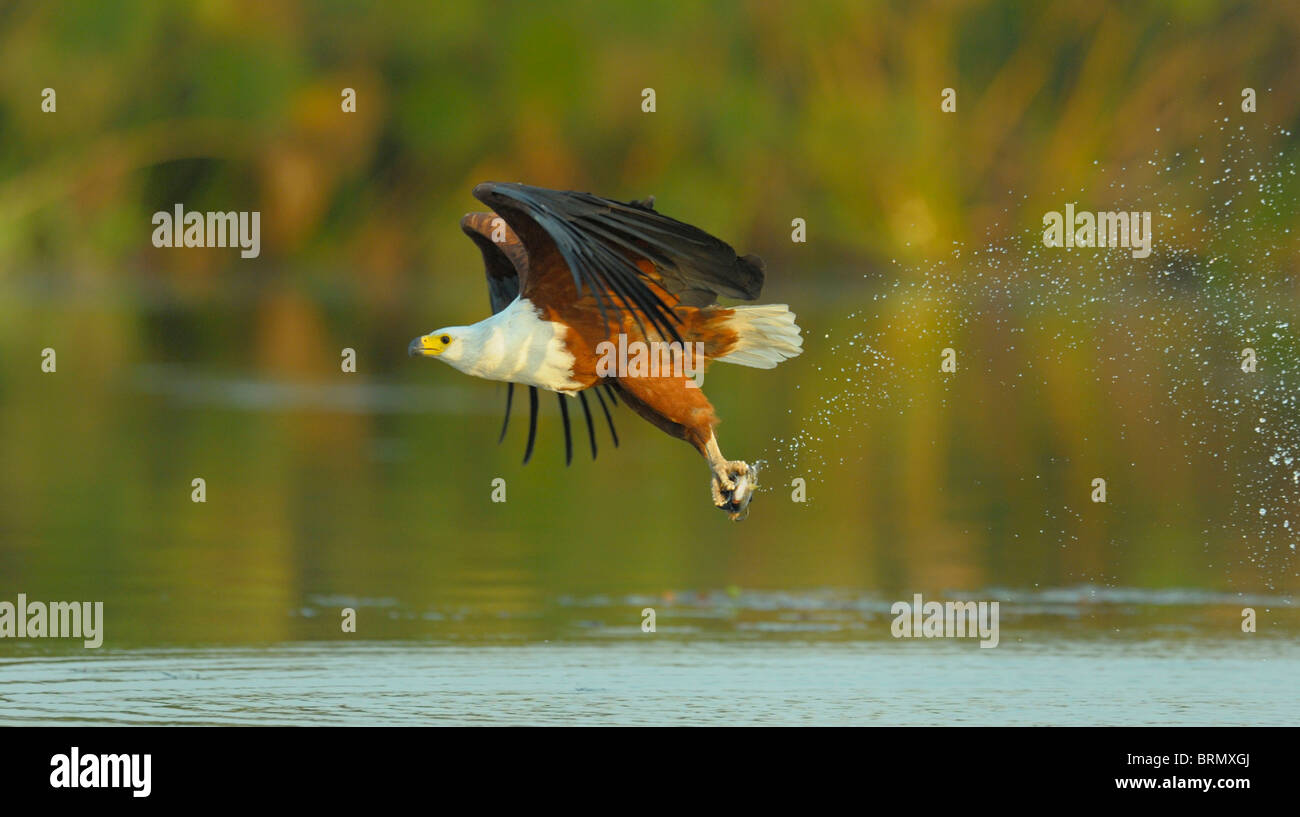Afrikanische Fischadler reißt einen Fisch aus dem Wasser Stockfoto
