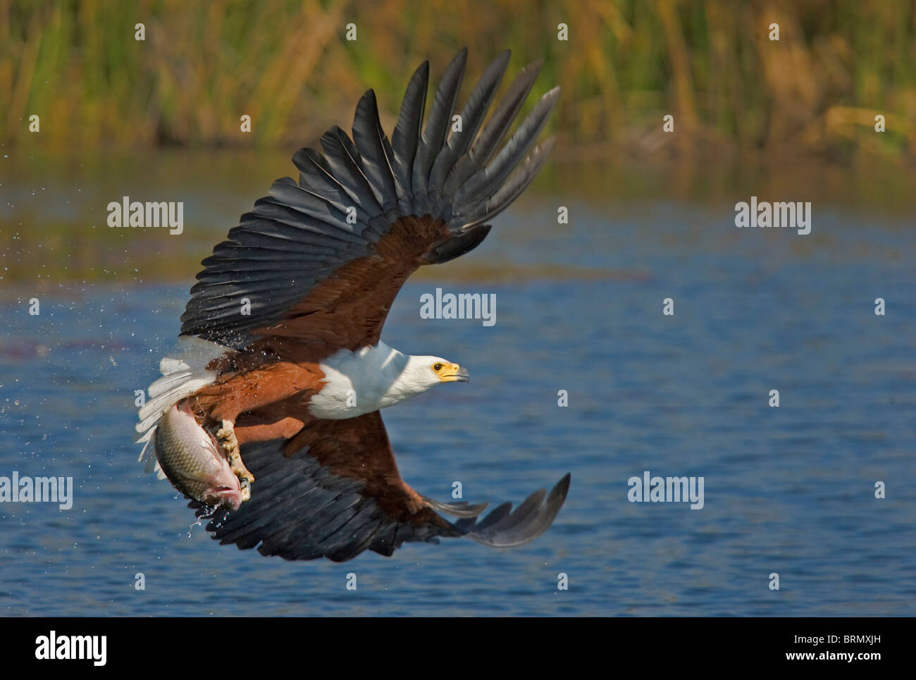 Afrikanischer Fischadler fliegen mit einem Fisch gefangen hat (Foto 5 nacheinander 2608) Stockfoto