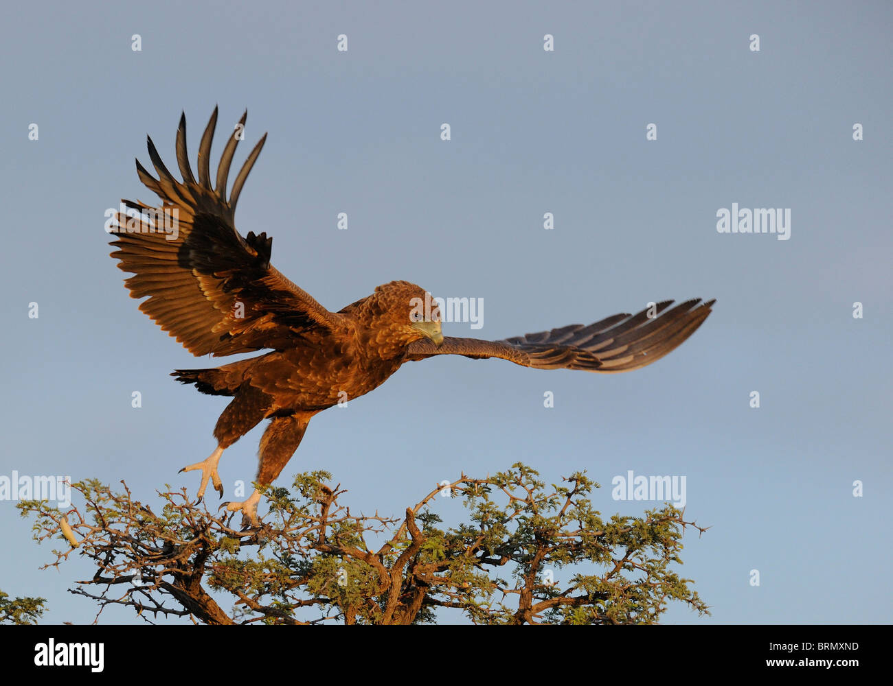 Unreife Bateleur ausziehen aus der Spitze eines Baumes Camelthorn Kalahari (Foto 2 nacheinander 0322) Stockfoto