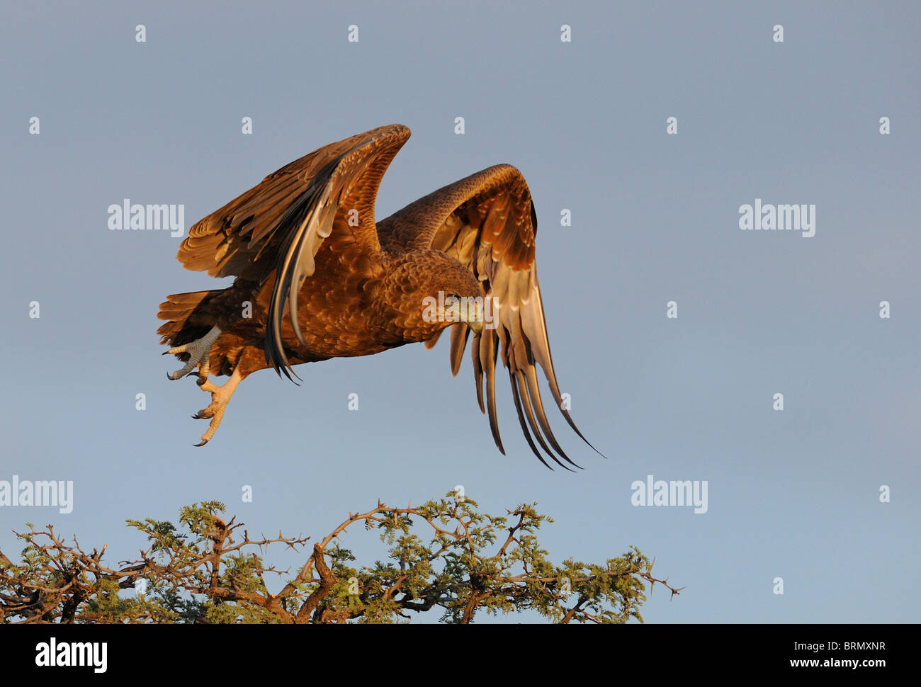 Unreife Bateleur ausziehen aus der Spitze eines Baumes Camelthorn Kalahari (Foto 3 nacheinander 0322) Stockfoto