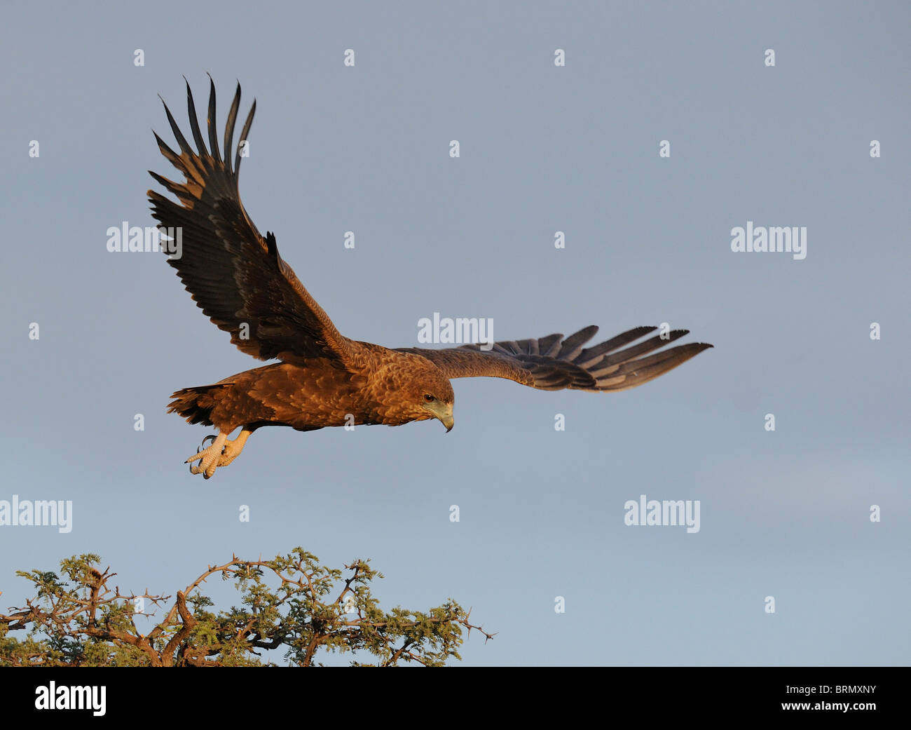 Unreife Bateleur ausziehen aus der Spitze eines Baumes Camelthorn Kalahari (Foto 4 nacheinander 0322) Stockfoto