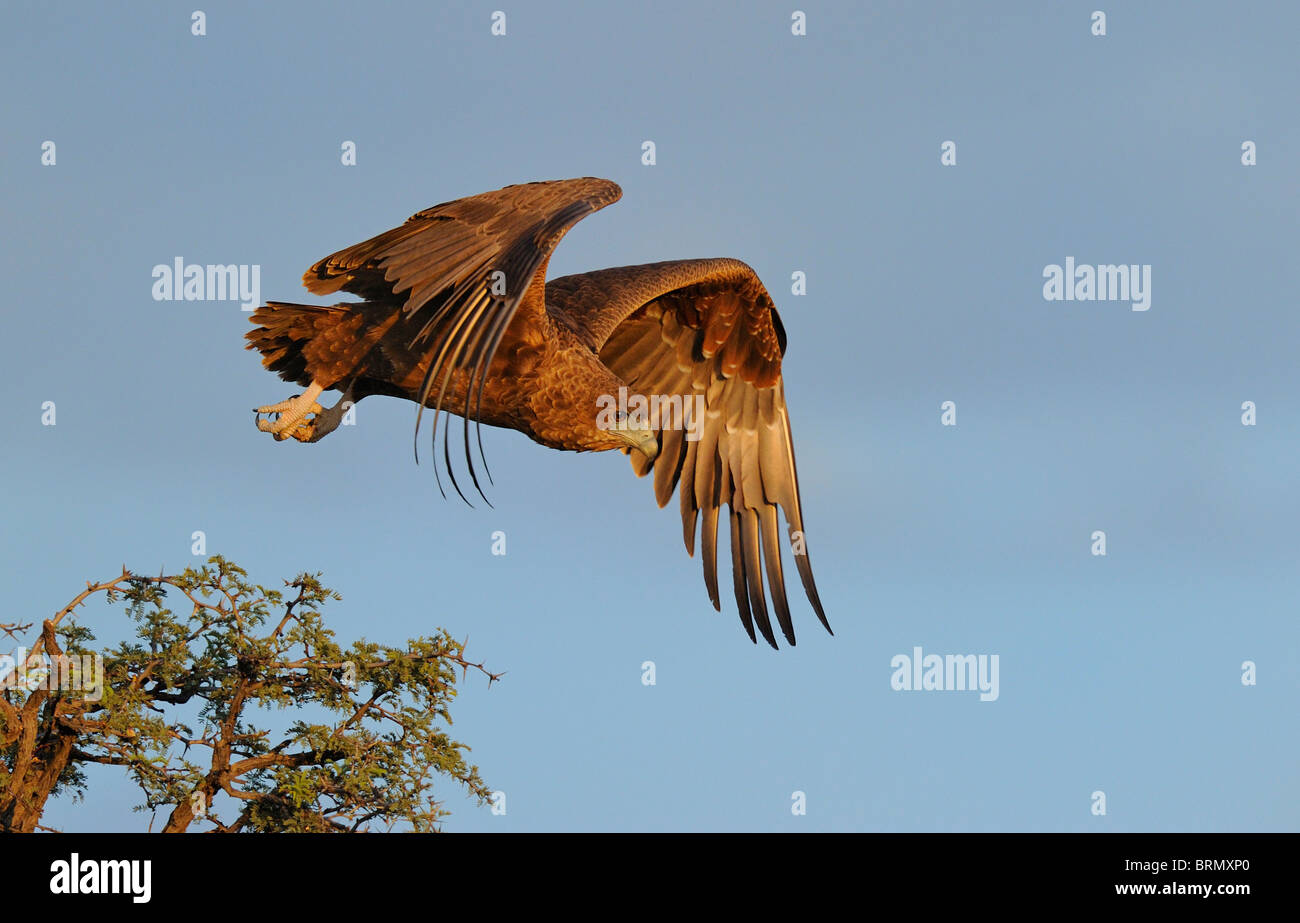 Unreife Bateleur ausziehen aus der Spitze eines Baumes Camelthorn Kalahari (Foto 5 nacheinander 0322) Stockfoto