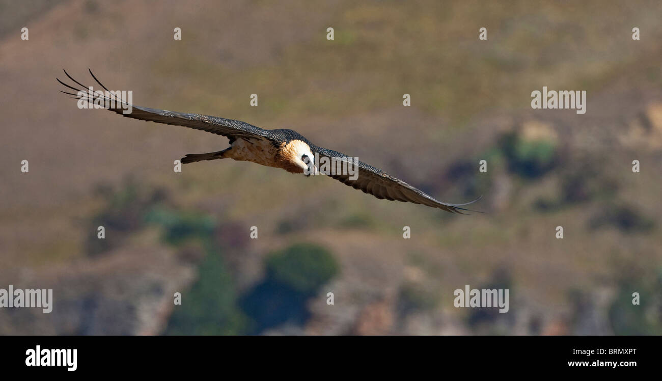 Bartgeier im Flug vor dem Hintergrund der Drakensberge Stockfoto