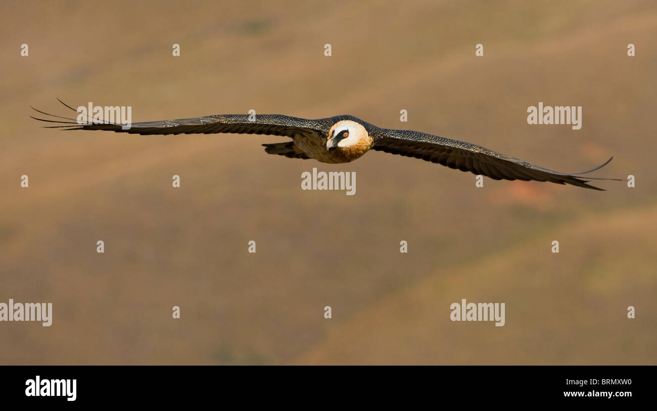 Vorderansicht der Bartgeier im Flug vor dem Hintergrund der Drakensberge Stockfoto