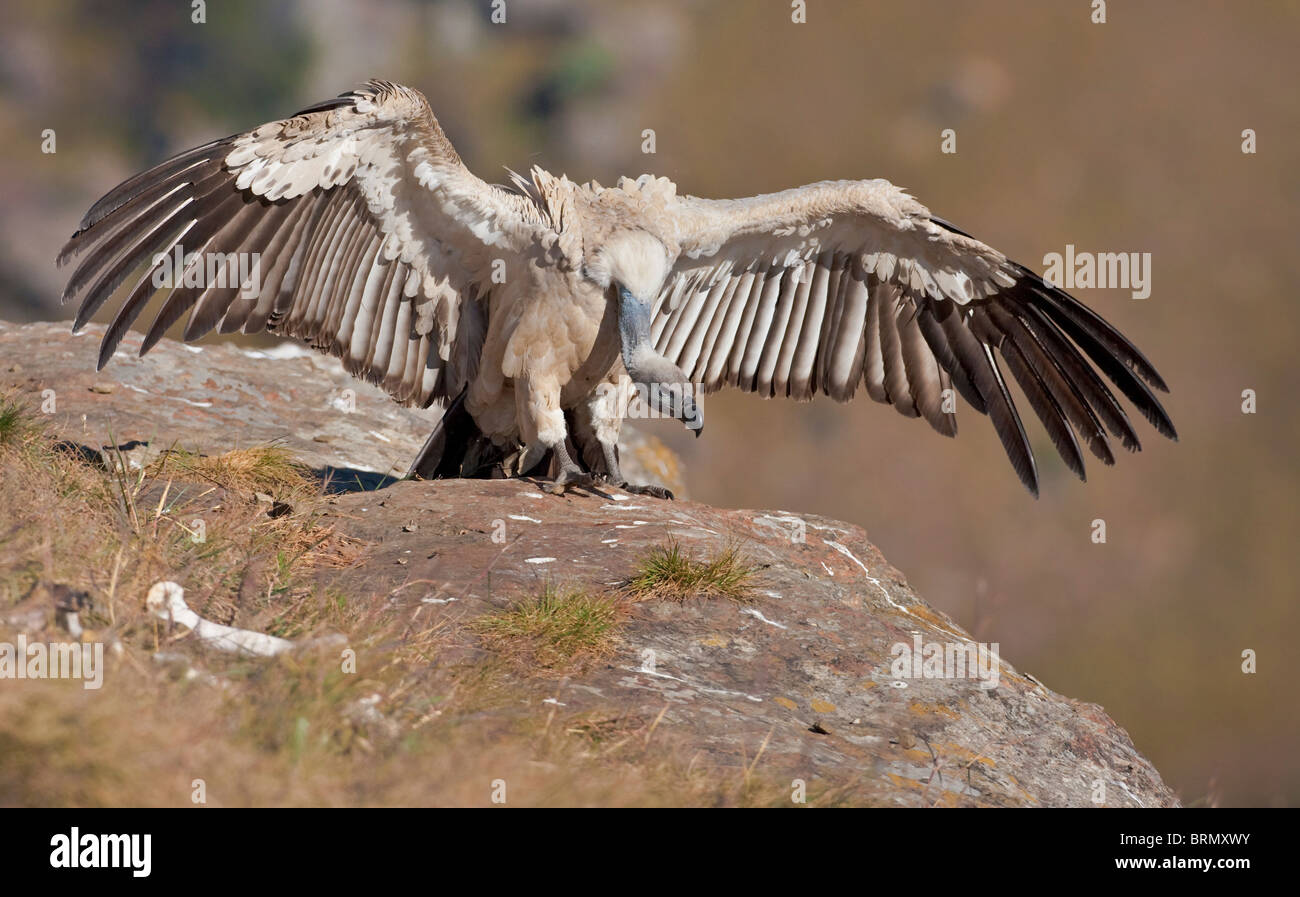 Kap-Greif thront mit ausgebreiteten Flügeln auf einer Klippe. Stockfoto