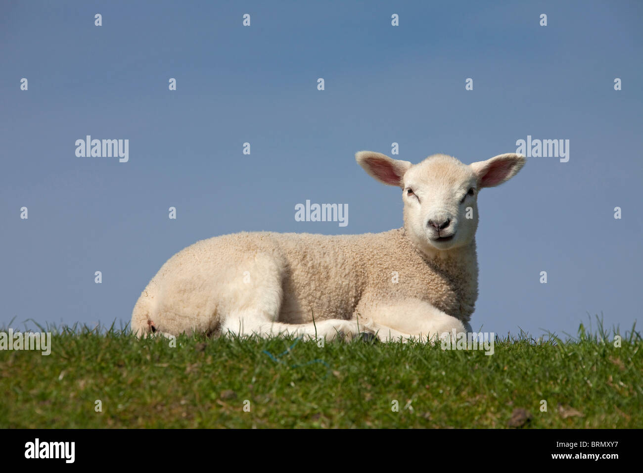 Hausschaf (Ovis Ammon Aries), einziges Lamm liegend auf einem Deich, vor einem blauen Himmel gesehen. Stockfoto