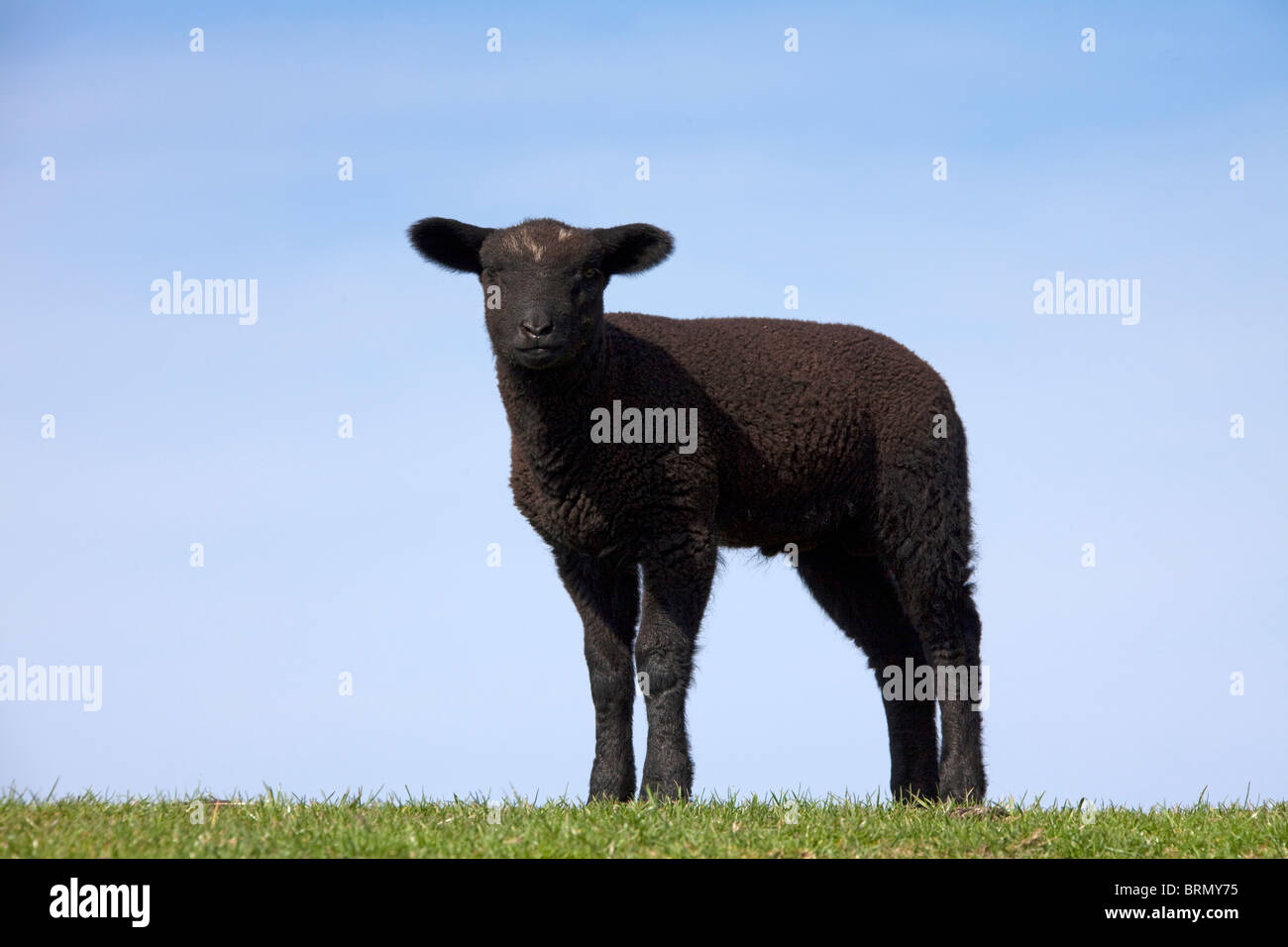 Hausschaf (Ovis Ammon Aries), einzelne schwarze Lamm auf einem Deich, vor einem blauen Himmel gesehen. Stockfoto