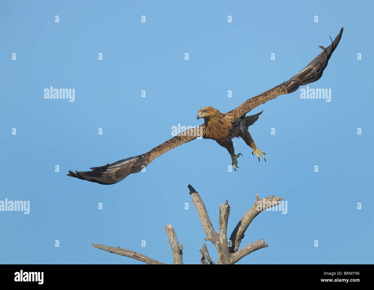Tawny Adler ausziehen aus einem toten Baum Stockfoto