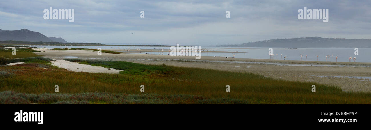 Panoramablick auf Churchhaven Lagune mit Flamingos an einem bewölkten Tag Stockfoto