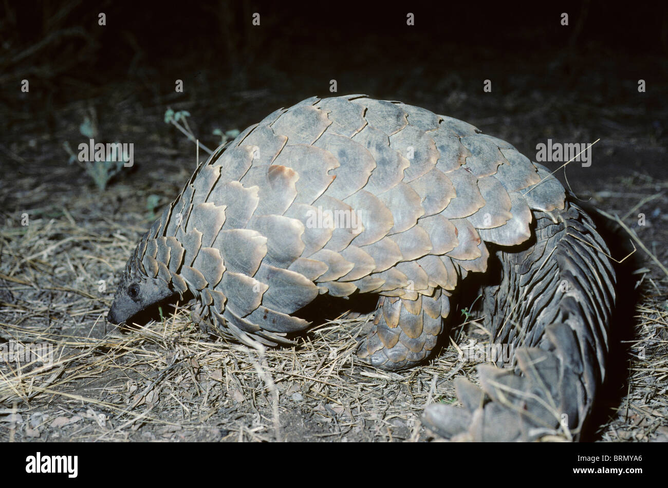 Pangolin auf der Suche nach Insekten unter Trockenrasen Stockfoto