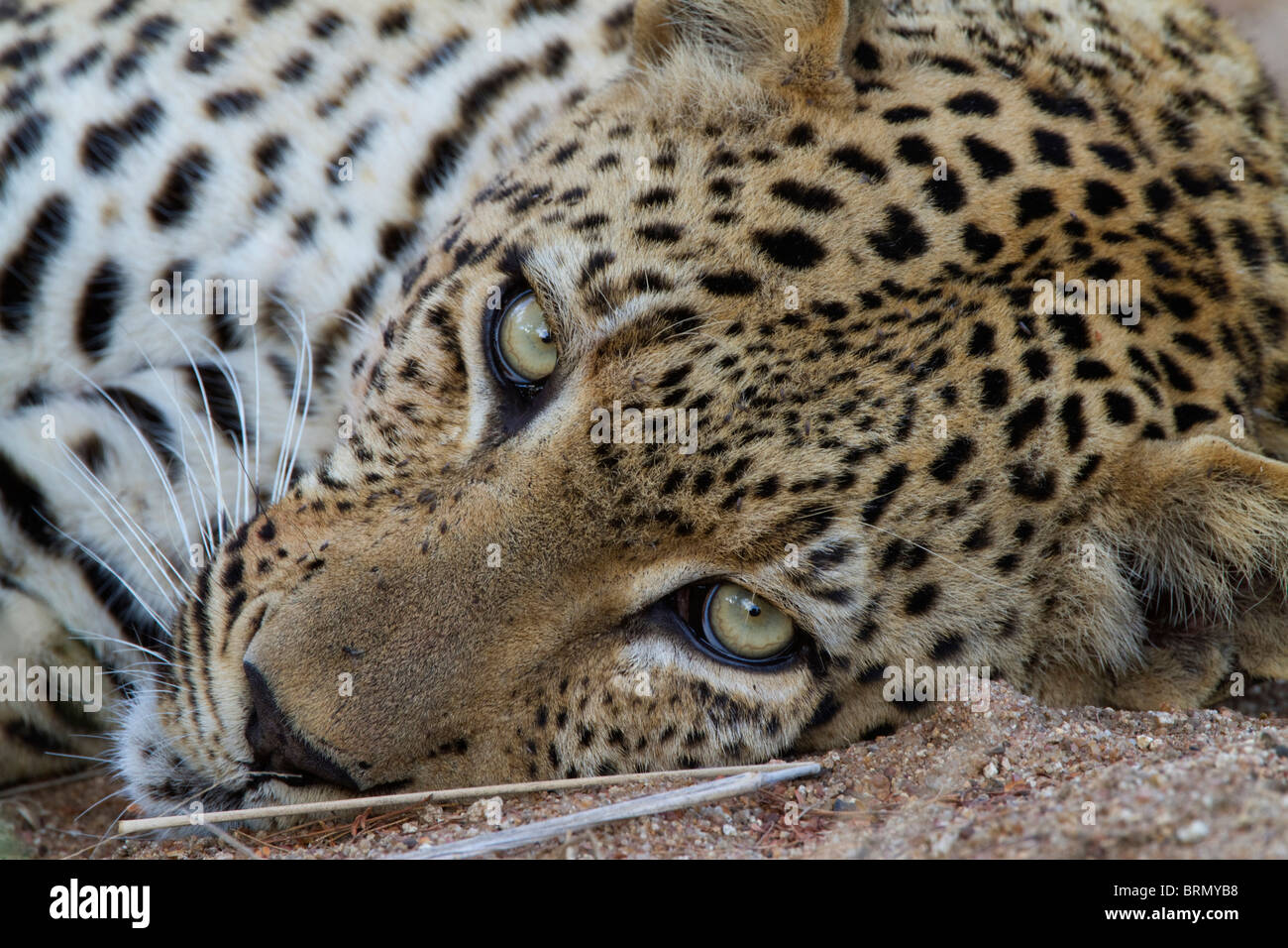 Engen Porträt eines männlichen Leoparden auf dem Boden auf der Suche nach oben liegend Stockfoto