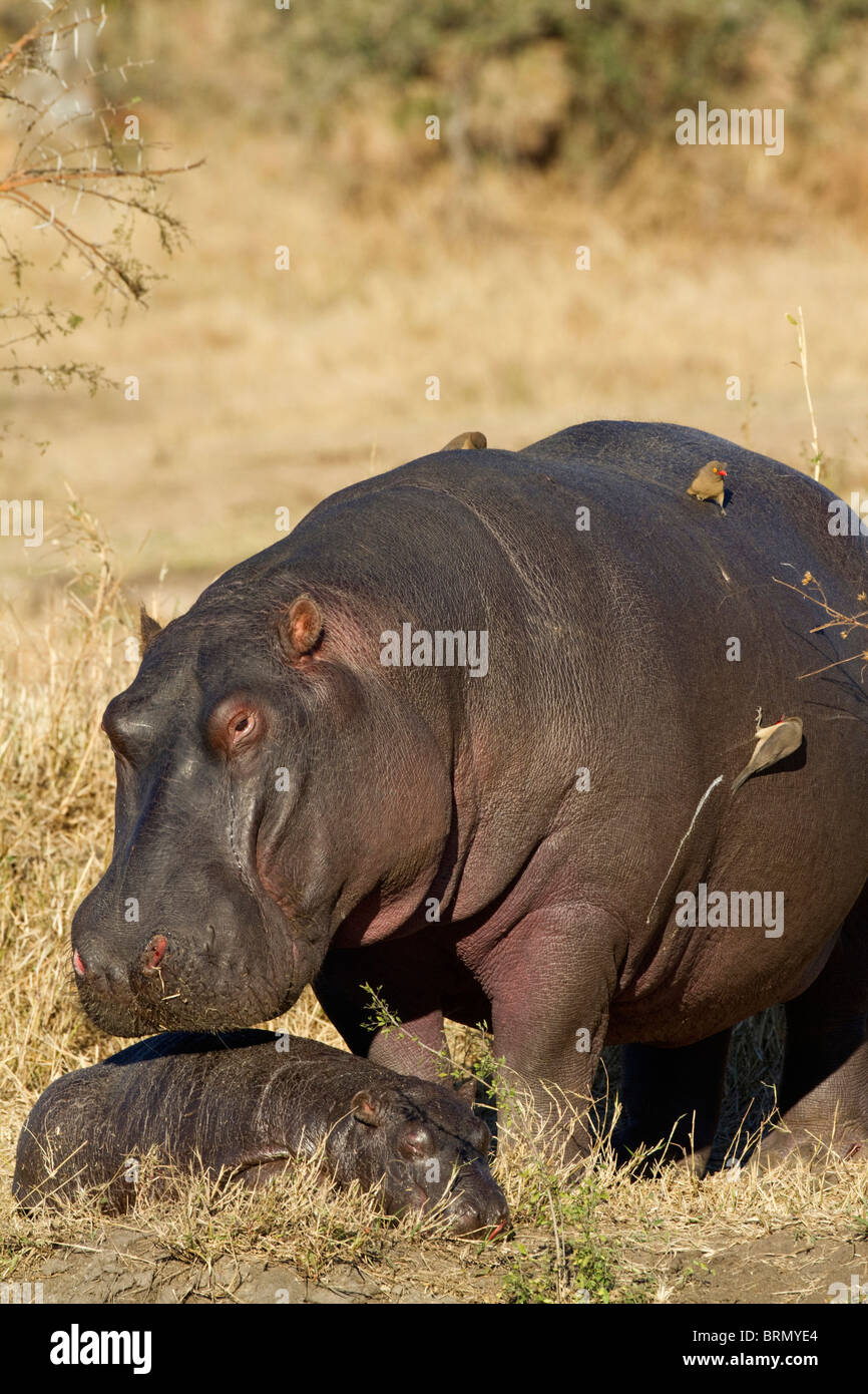 Zwei Wochen alten Baby Nilpferd mit seiner Mutter schlafen Stockfoto