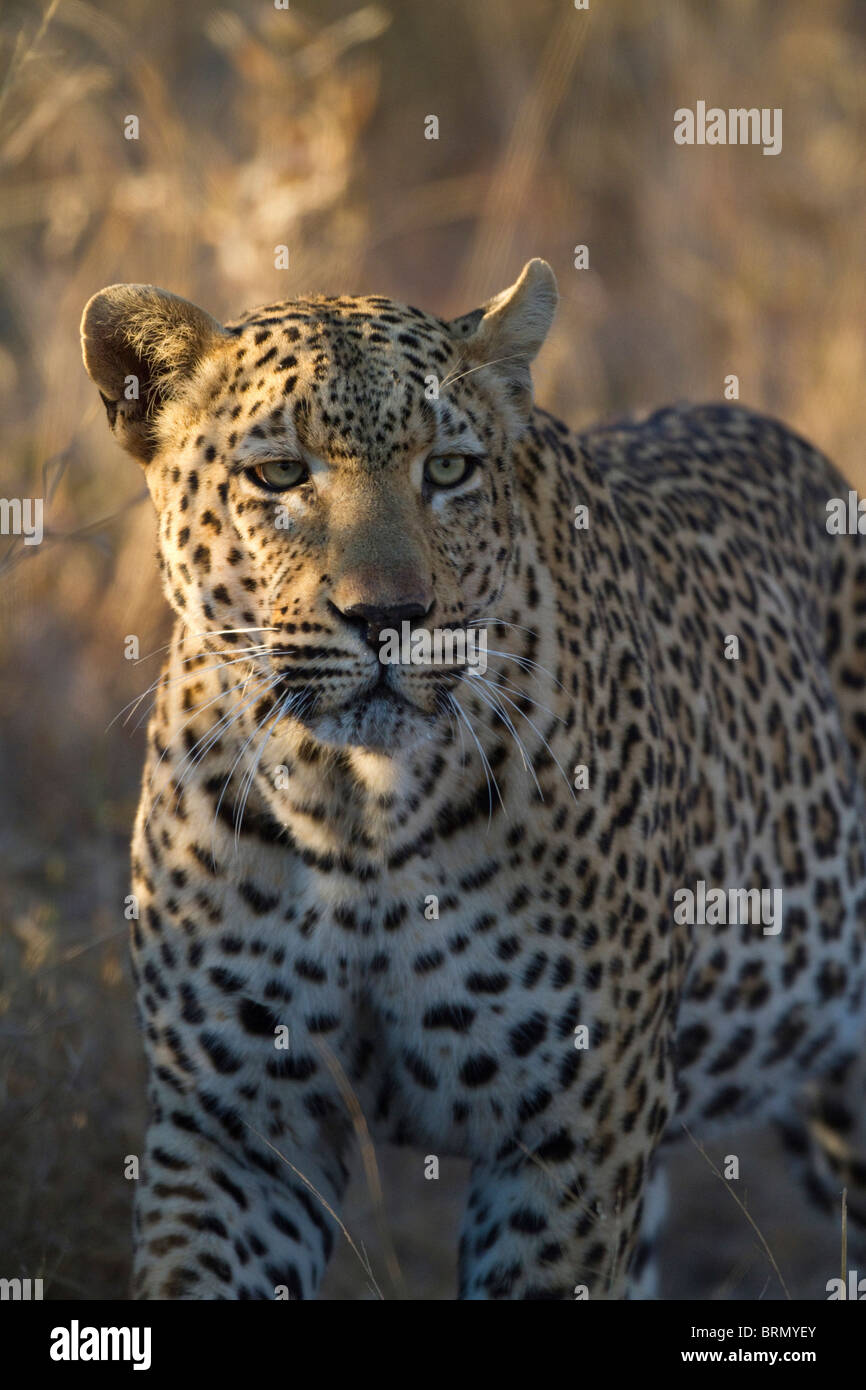 Frontalansicht eines männlichen Leoparden in Bewegung Stockfoto