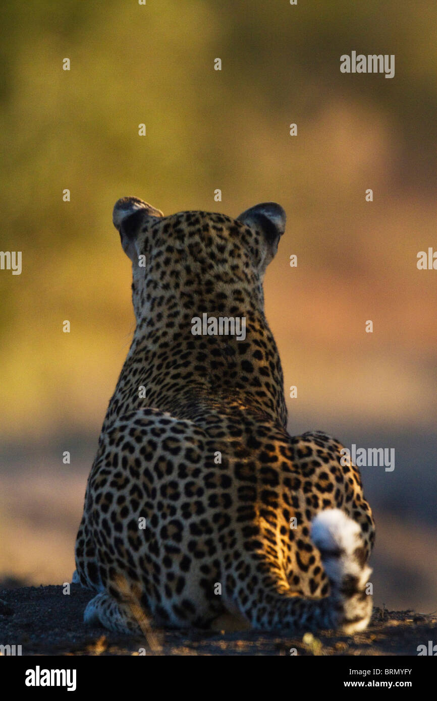 Rückansicht eines Leoparden starrte weiter seine Schwanz zucken in Aufregung Stockfoto