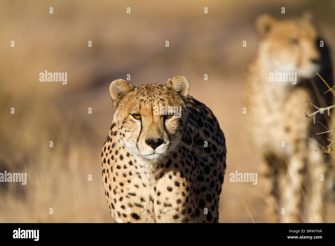 Frontale Ansicht von zwei Geparden in Bewegung Stockfoto