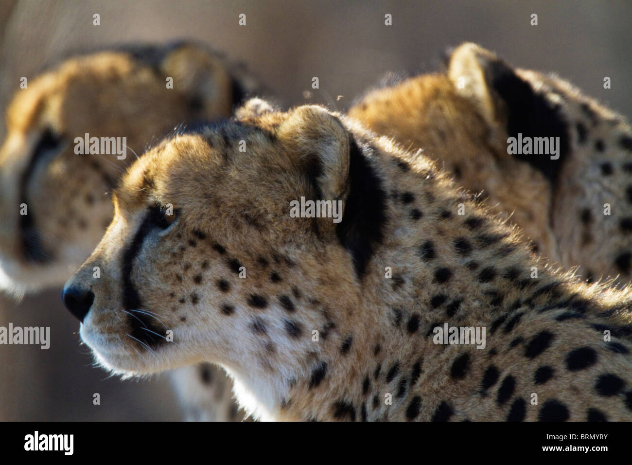 Engen Porträt von drei Gepard Stockfoto