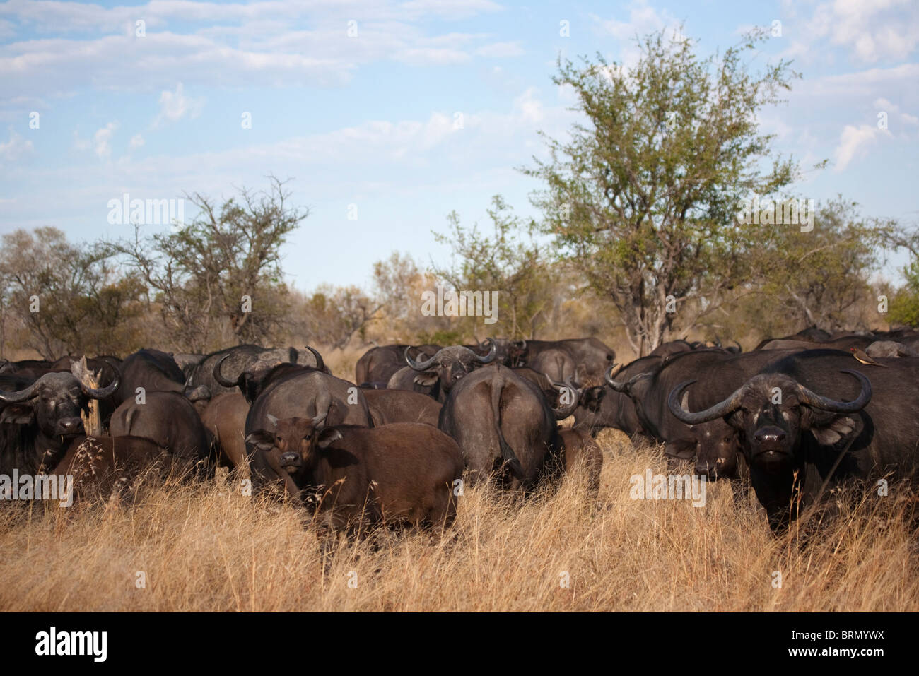 Büffel-Herde im Buschfeld Stockfoto