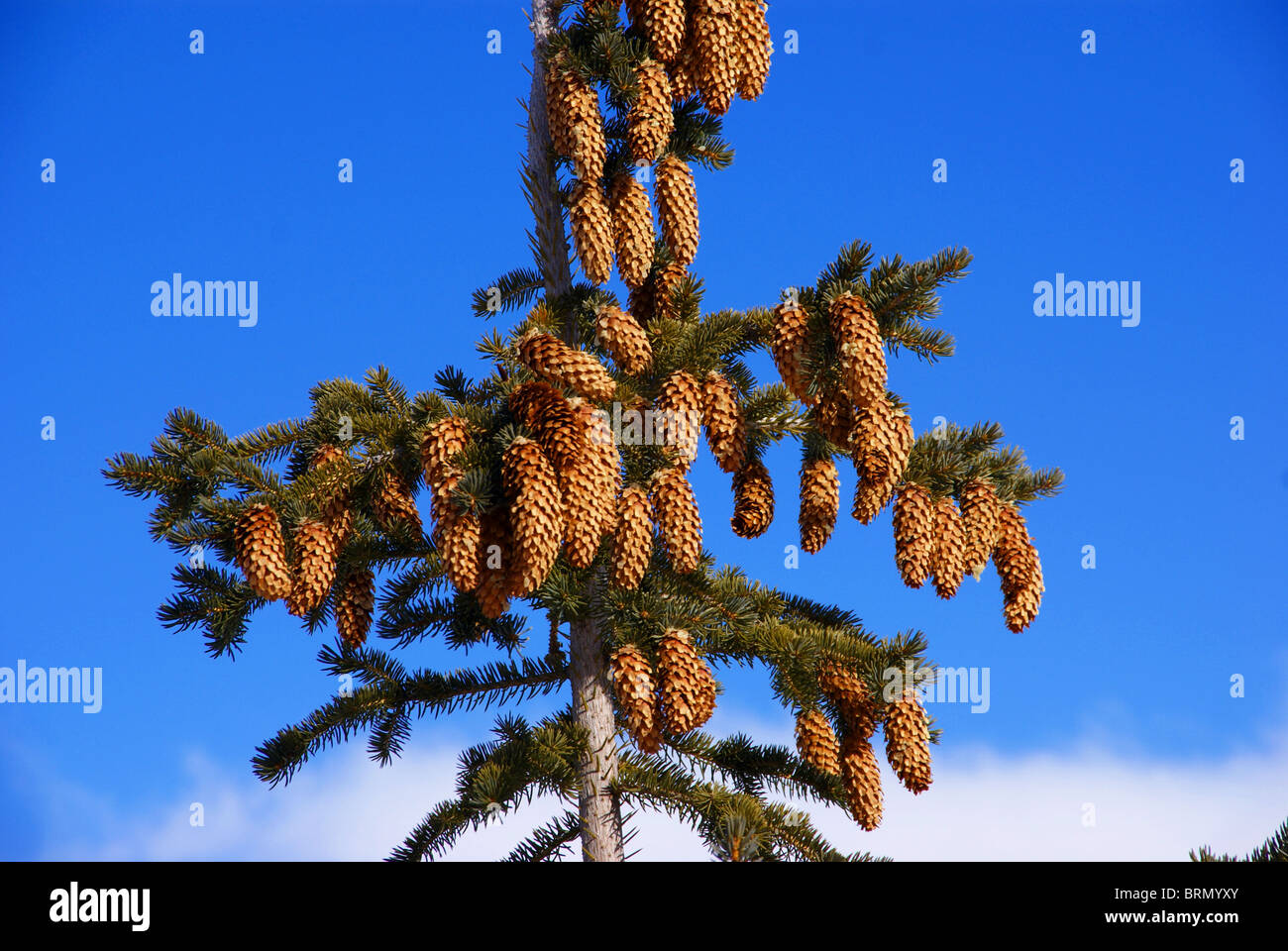 Tanne mit Kegeln im Winter, Cordillera, Colorado Stockfoto