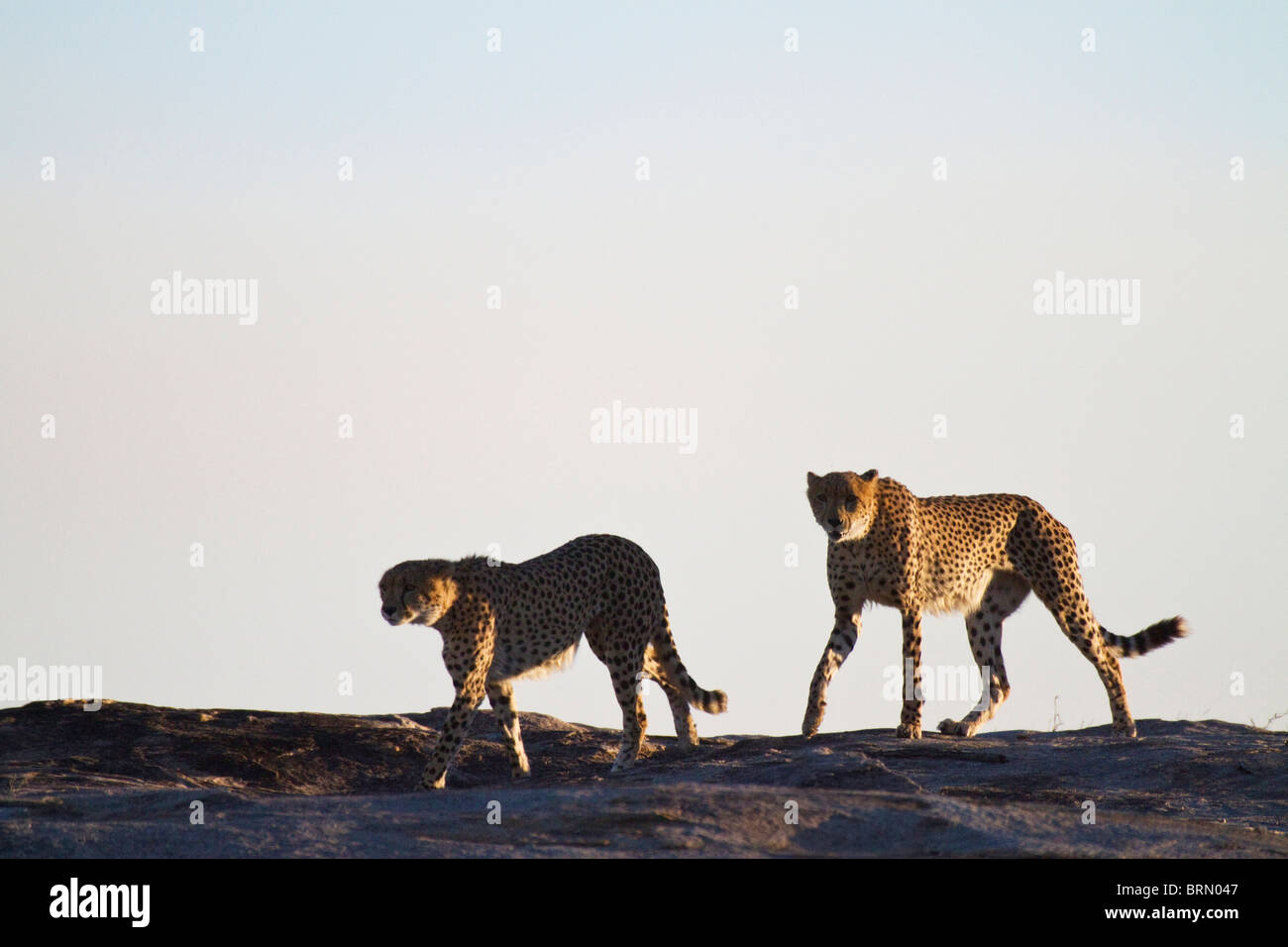 Zwei Geparden, die gegen die Skyline betrachtet, da sie über ein Granitfelsen gehen Stockfoto