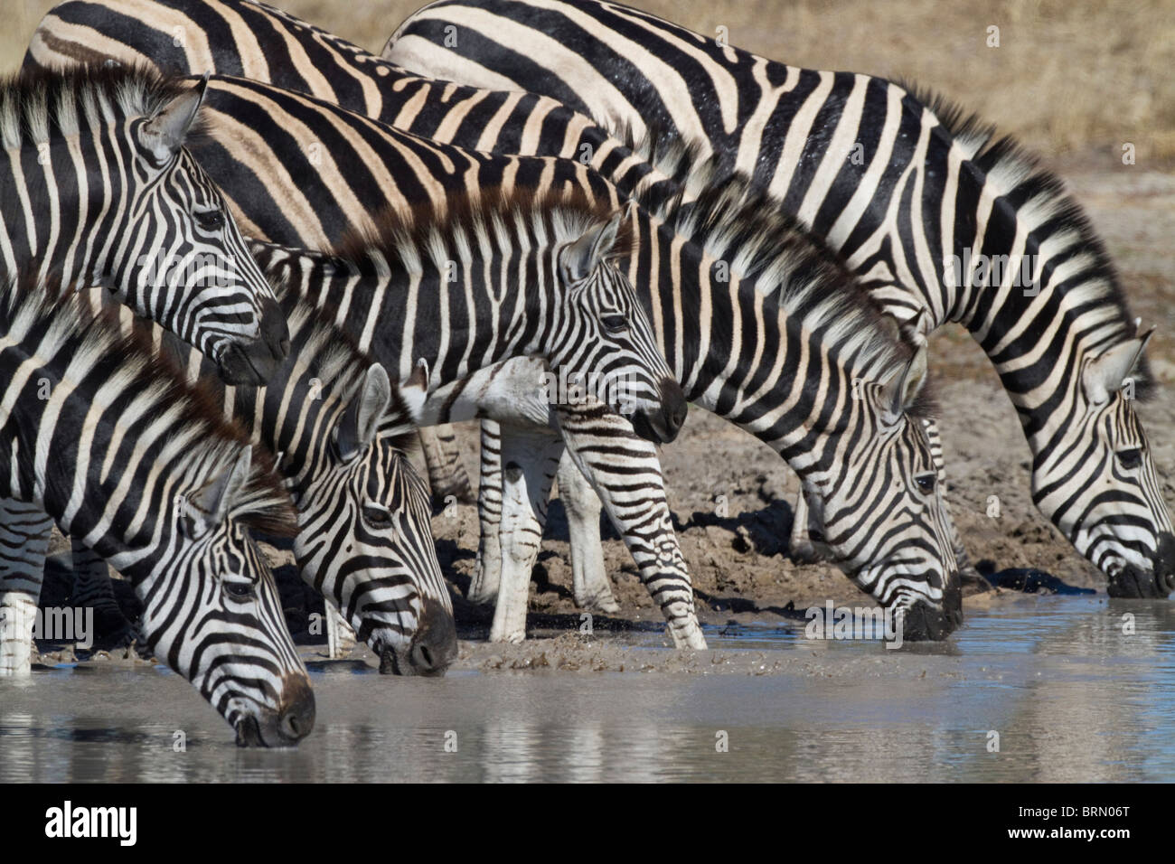 Burchell Zebra-Herde trinken Stockfoto