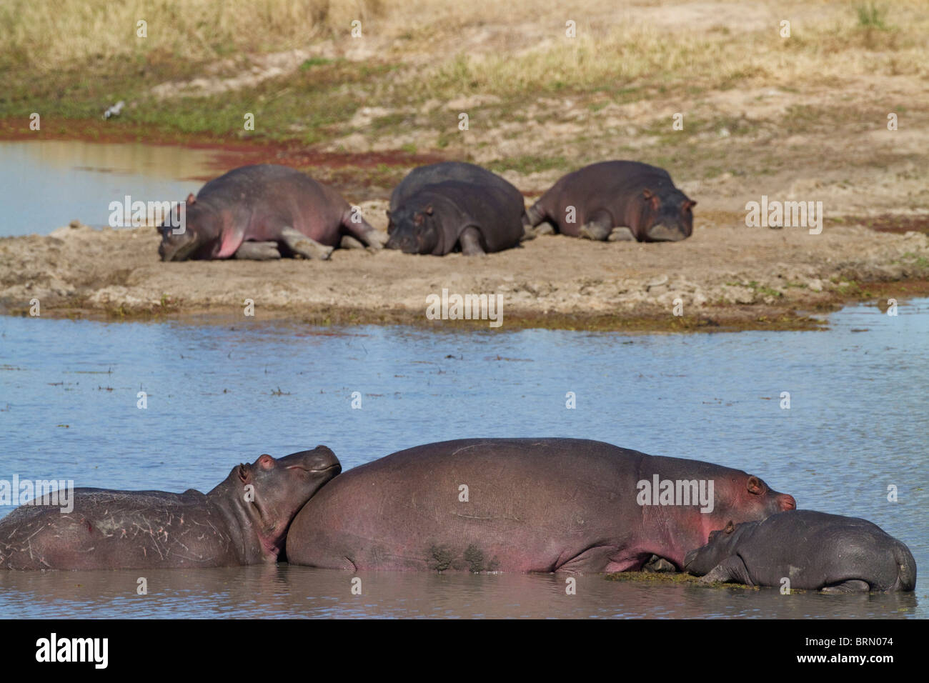 Malerische Hülsen von Hippo in die Untiefen und Sandbänke zu schlafen Stockfoto