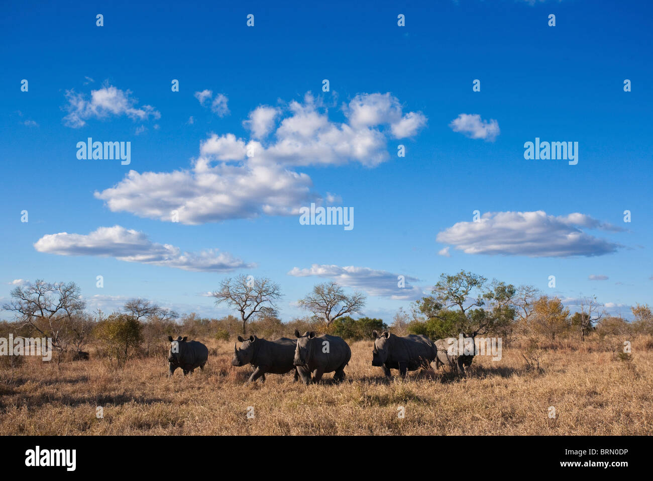 Malerische Aussicht Breitmaulnashorn Herde auf einer offenen Trockensavanne Stockfoto