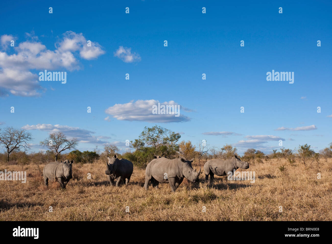 Malerische Aussicht Breitmaulnashorn Herde auf einer offenen Trockensavanne Stockfoto