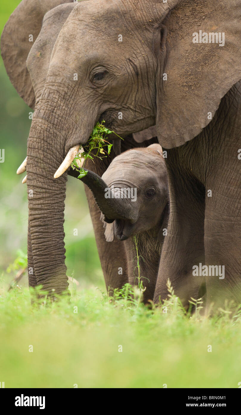 Elefanten füttern mit ihrem Kalb stand neben ihr mit seinem Stamm angehoben Stockfoto