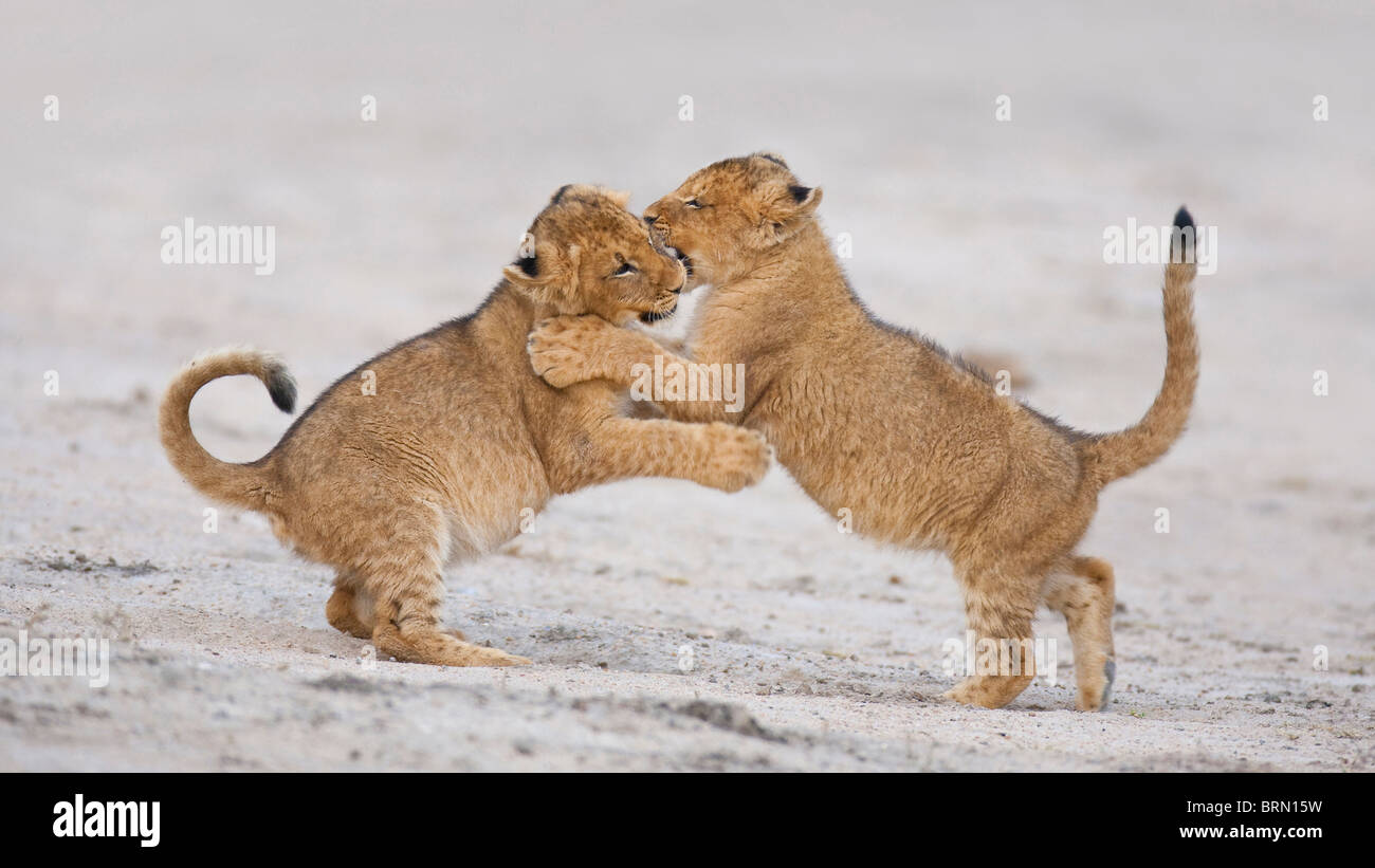 Zwei Löwenjunges spielen mit einander Stockfoto