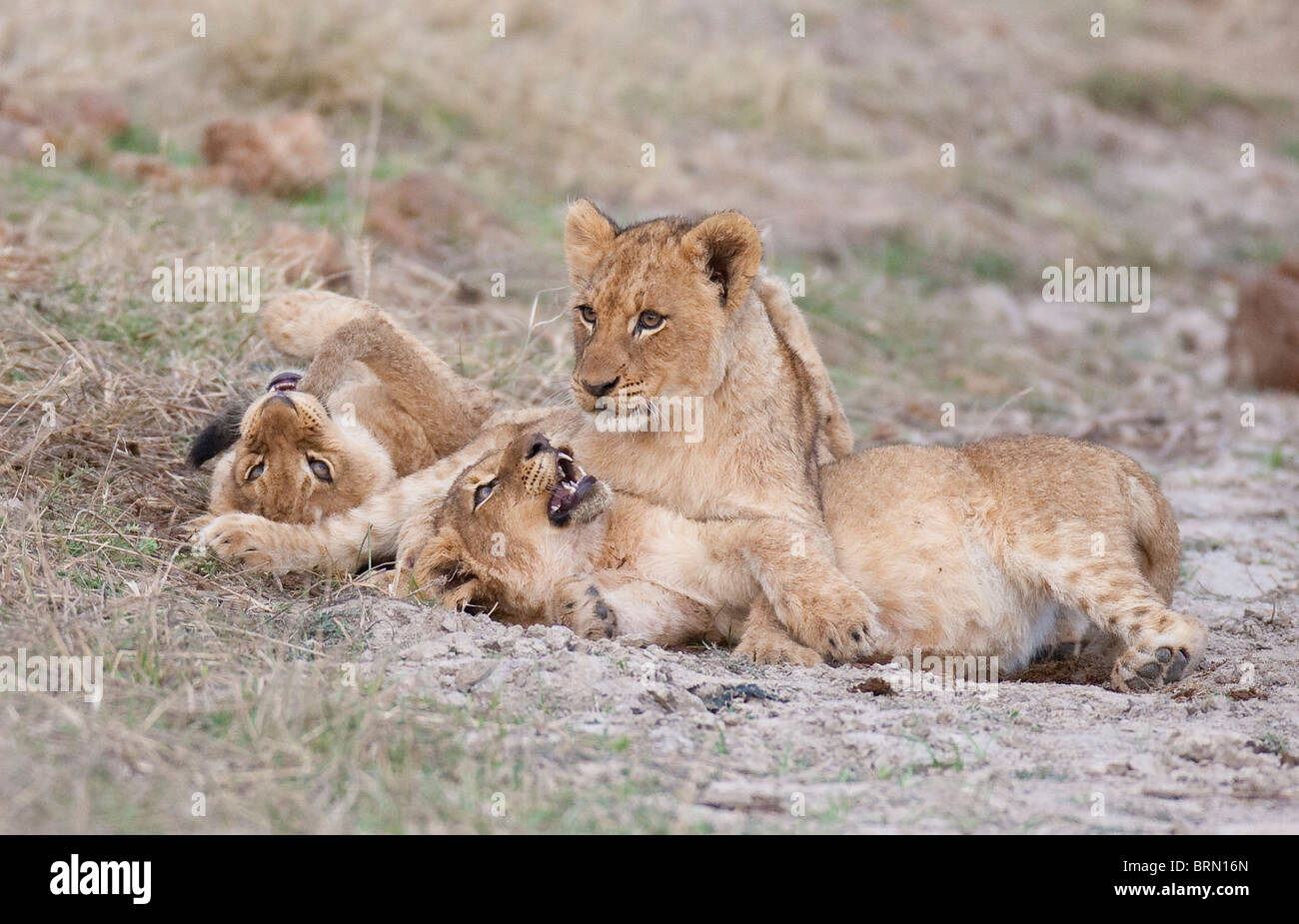 Löwenbabys spielen mit einander Stockfoto