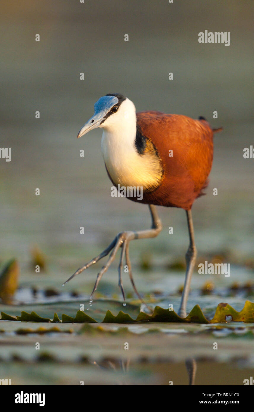 Afrikanische Jacana mit einem Bein angehoben, als es auf Seerosen Stockfoto