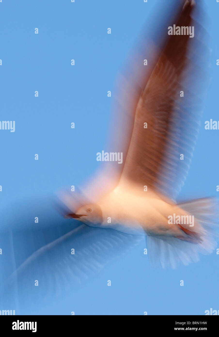 Grey-headed Gull mit seinen Flügeln erweitert im Flug Stockfoto