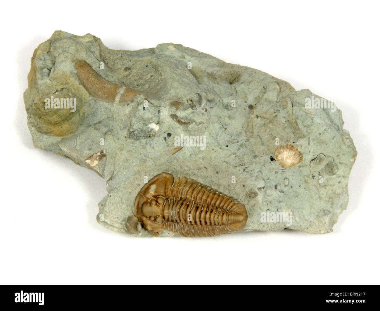Nicht identifizierte Trilobit aus der Formation von Verulam, Simcoe County, Ontario 460 Millionen Jahre alt (Middle Ordovician) Stockfoto