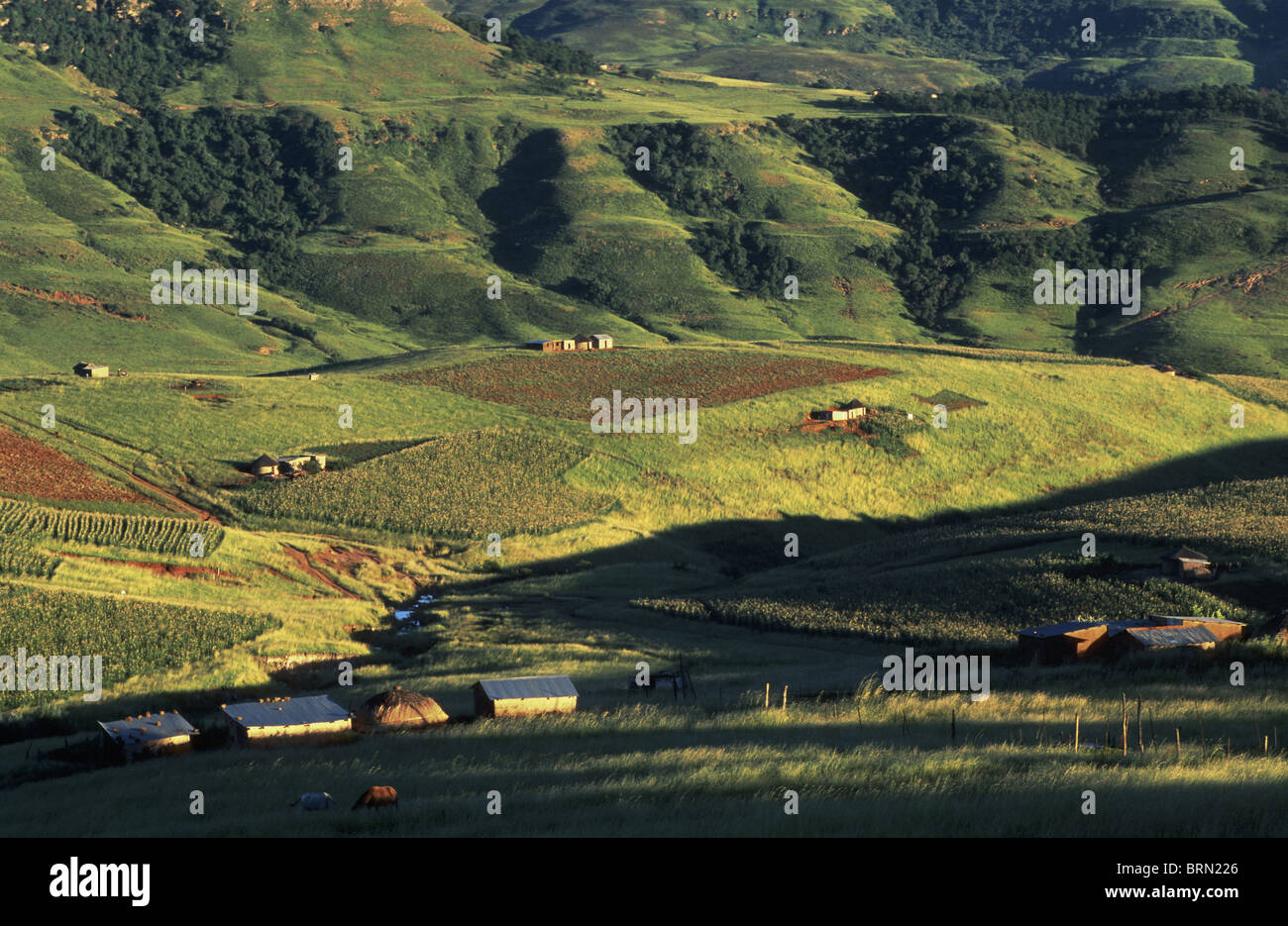 Die Landschaft im Bereich Injasuti zeigt die verstreuten Ländereien von Kleinbauern, Zulu Landhäuser und sanften Hügeln Stockfoto