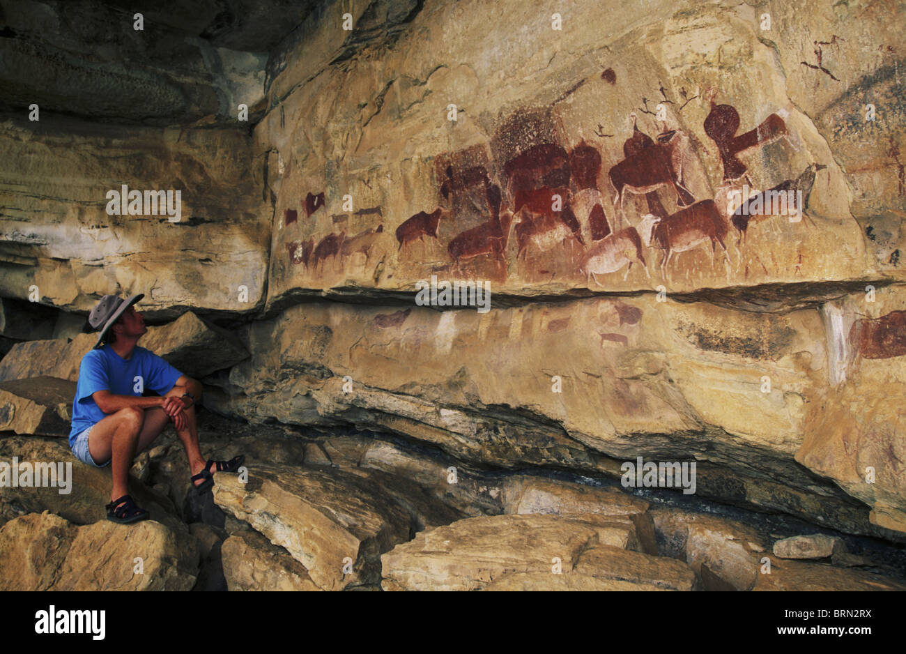 Ein Mann in einem blauen Hemd nach oben auf eine Felswand mit Buschmann-Malereien, vor allem der Eland dekoriert Stockfoto