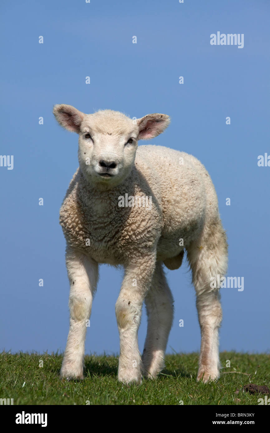 Hausschaf (Ovis Ammon Aries), einziges Lamm auf einem Deich, vor einem blauen Himmel gesehen. Stockfoto