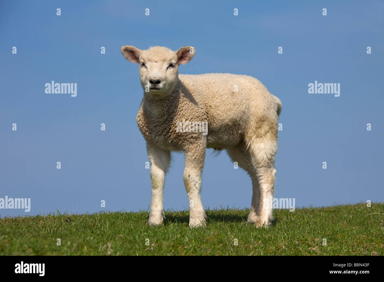 Hausschaf (Ovis Ammon Aries), einziges Lamm auf einem Deich, vor einem blauen Himmel gesehen. Stockfoto