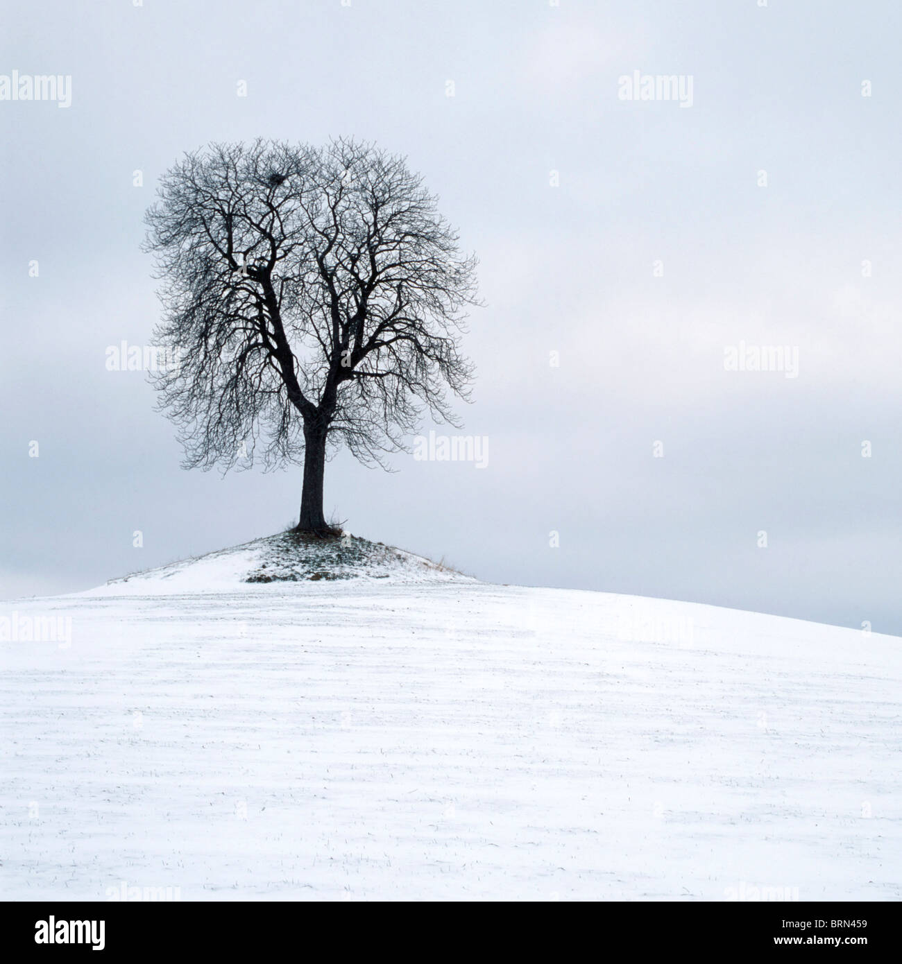 Baum im Winter im Schnee auf einem Hügel in einem Feld isoliert. Stockfoto