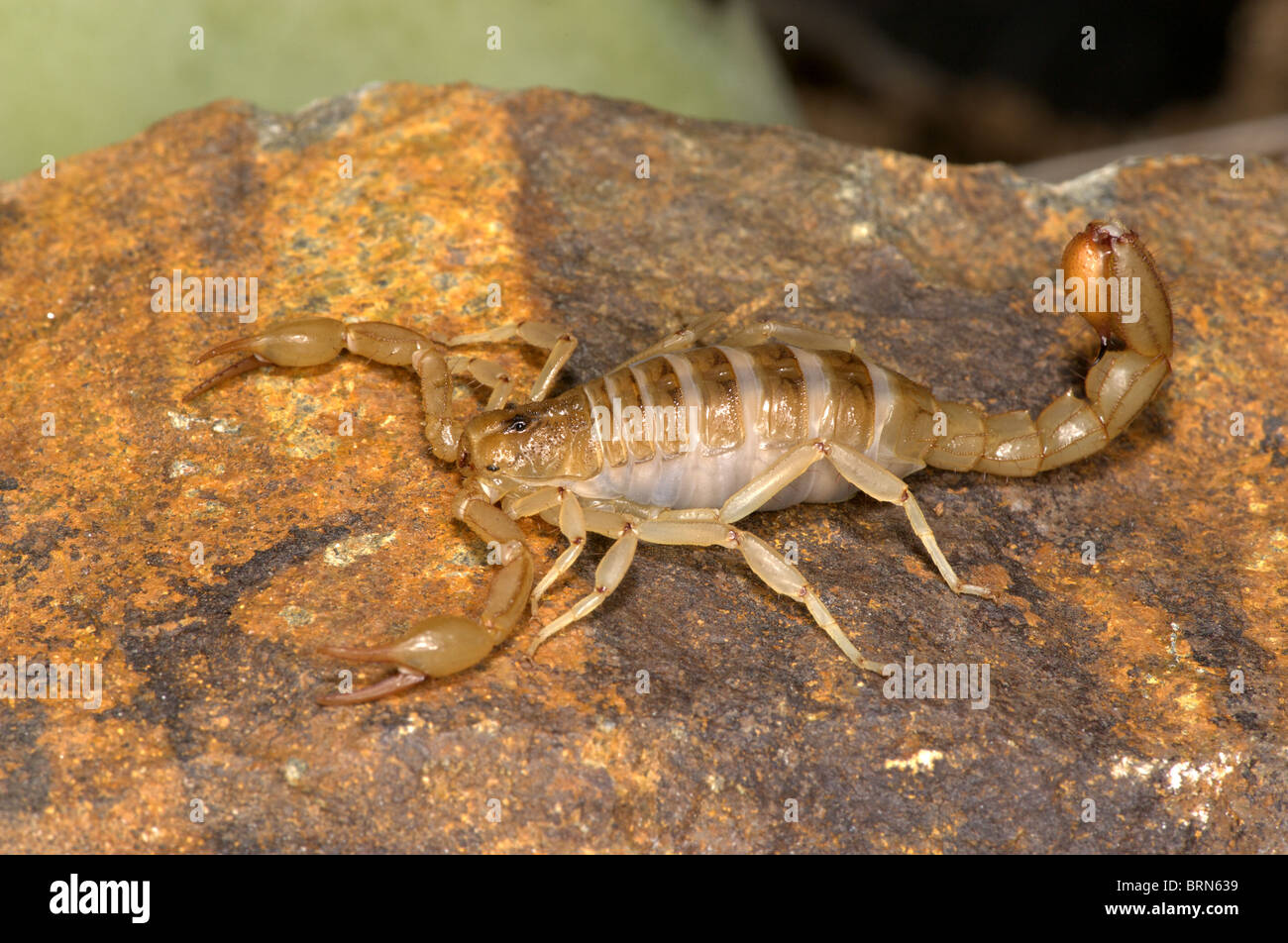 Streifen-tailed Scorpion Stockfoto