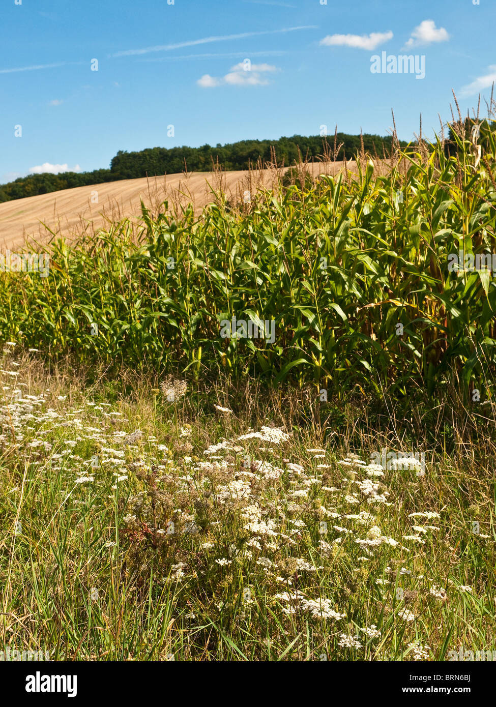 Queen Anne es Lace / Daucus Carota Straßenrand Unkraut und Bereich der Mais / Sweet Corn - Frankreich. Stockfoto