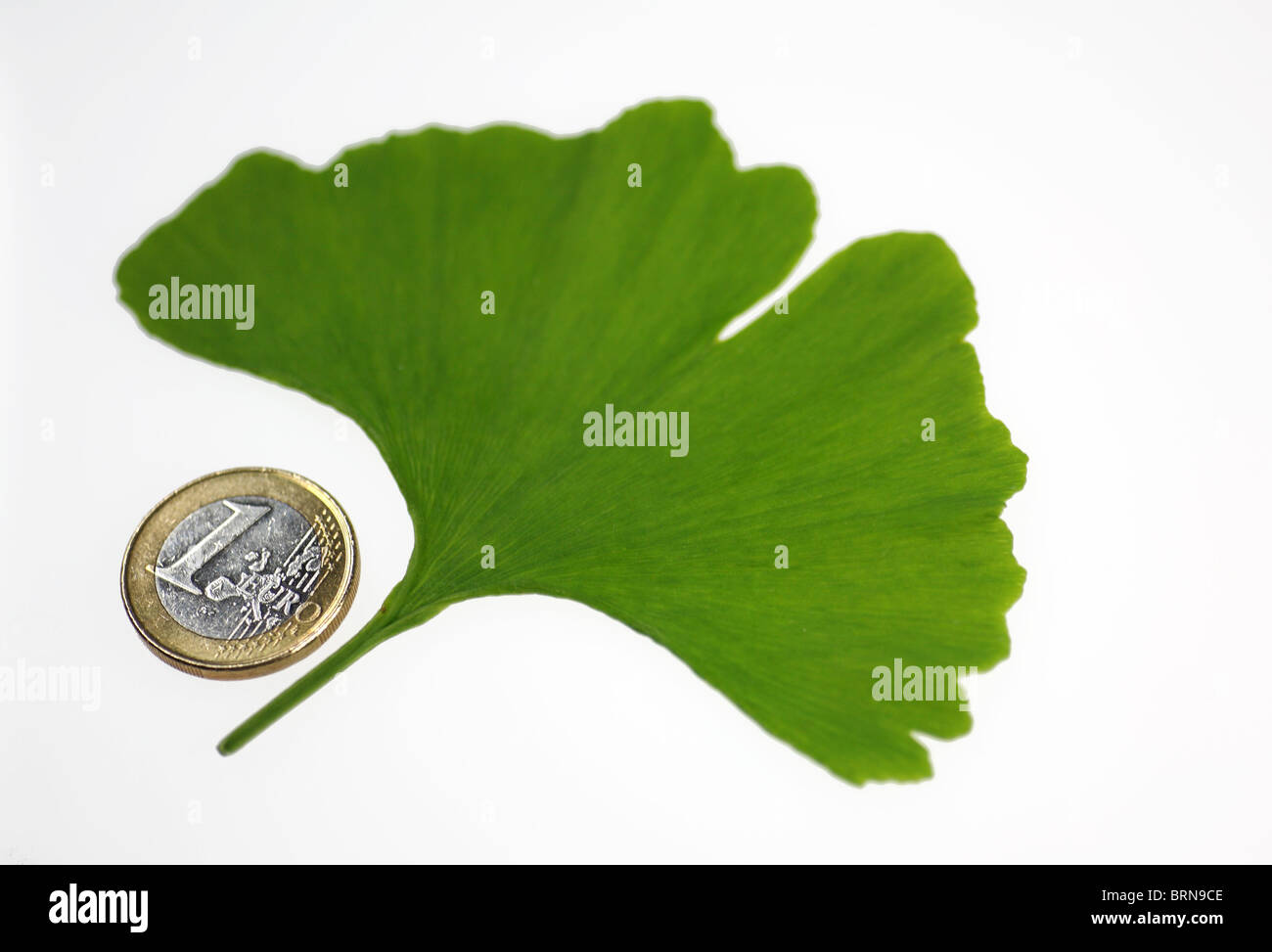 Ein Ginkgo-Blatt und ein 1-Euro-Münze Stockfoto