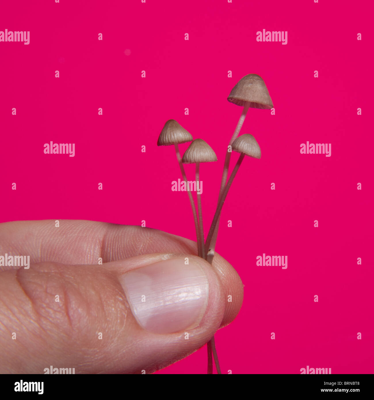 Pilze Drogen Stockfotos Und Bilder Kaufen Alamy