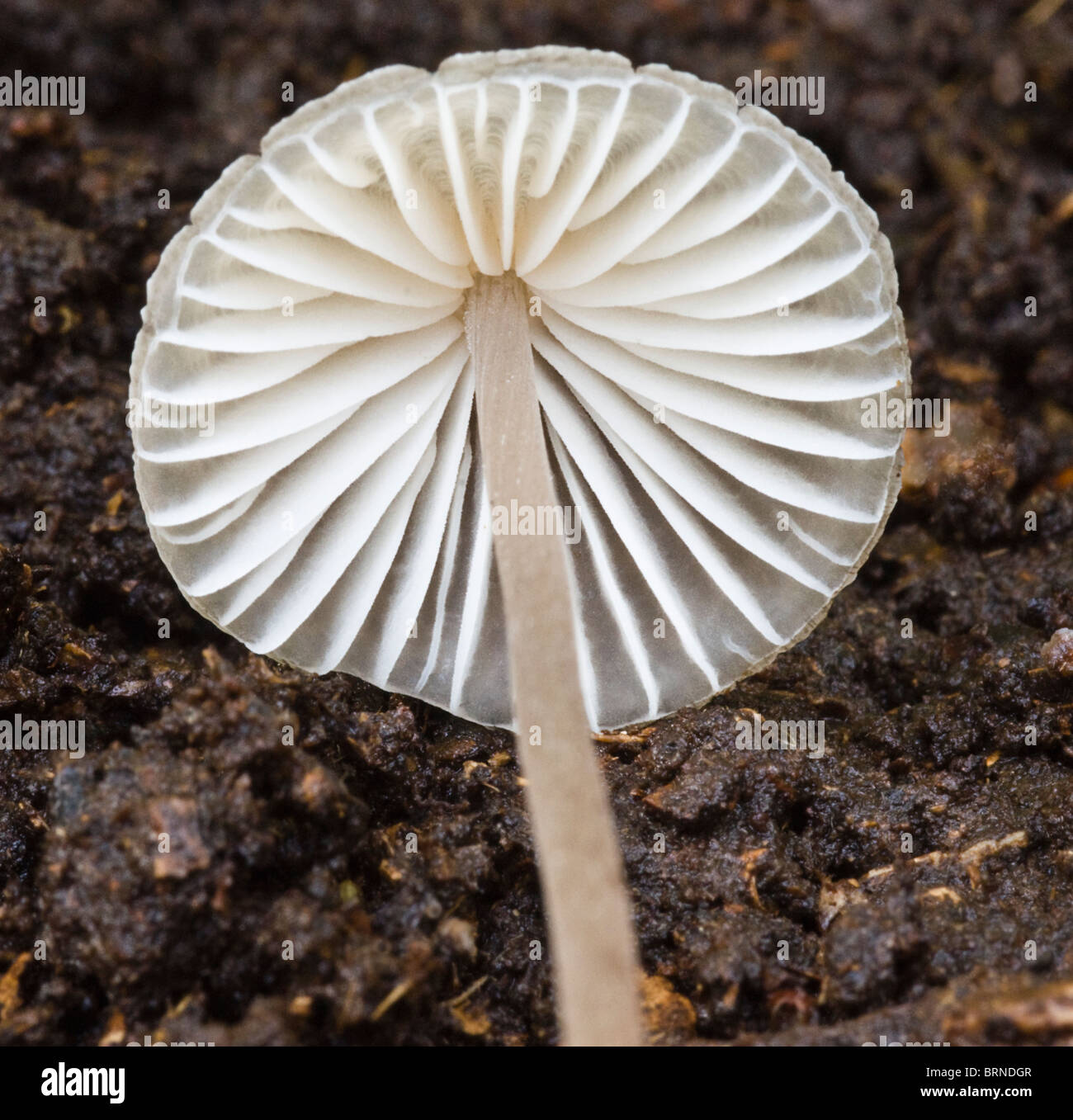 Unterseite des Pilzes mit Kiemen und Stiel Stockfoto
