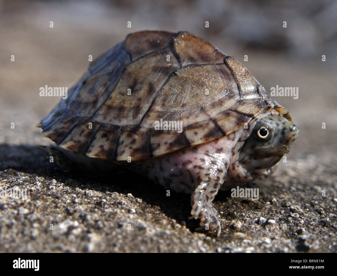 Razorback-Moschus-Schildkröte-Jungtier Stockfoto