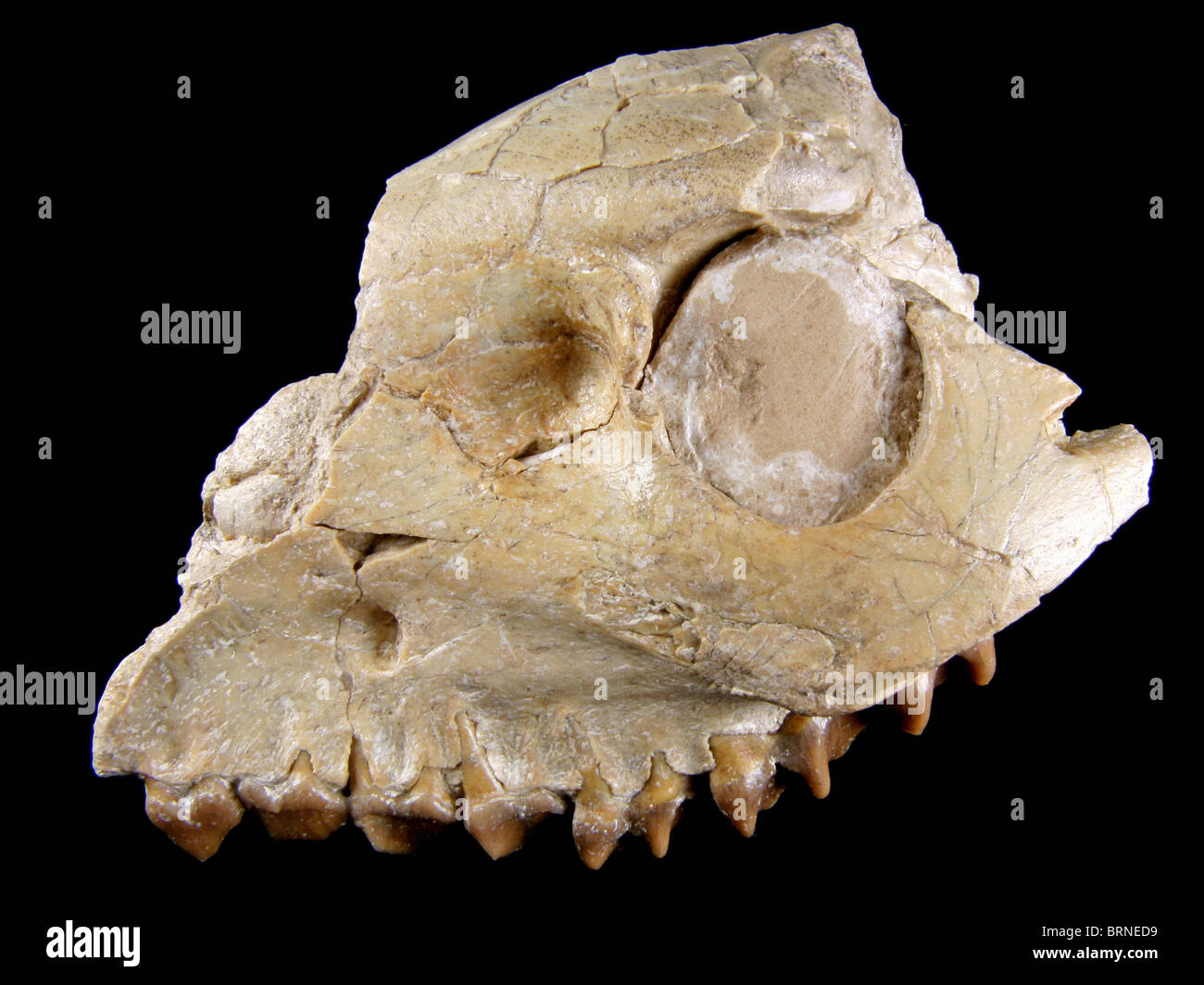Merycoidodon SP. (Kiefer und Schädel Abschnitt von ausgestorbenen "Muttertieres"), 32 Millionen Jahre alt, gesammelt aus Lusk, Wyoming Stockfoto